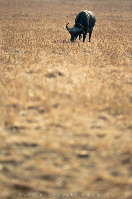 Wildlife image from photo safari with edward selfe in south luangwa national park.