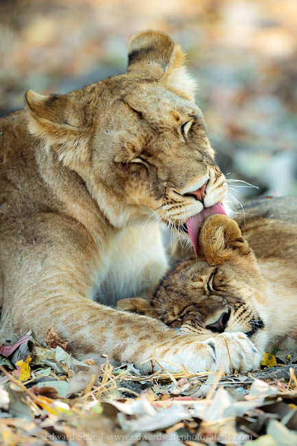 Wildlife image from a photo safari with edward selfe.