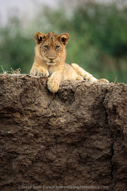 Wildlife image from photo safari with edward selfe in south luangwa national park.