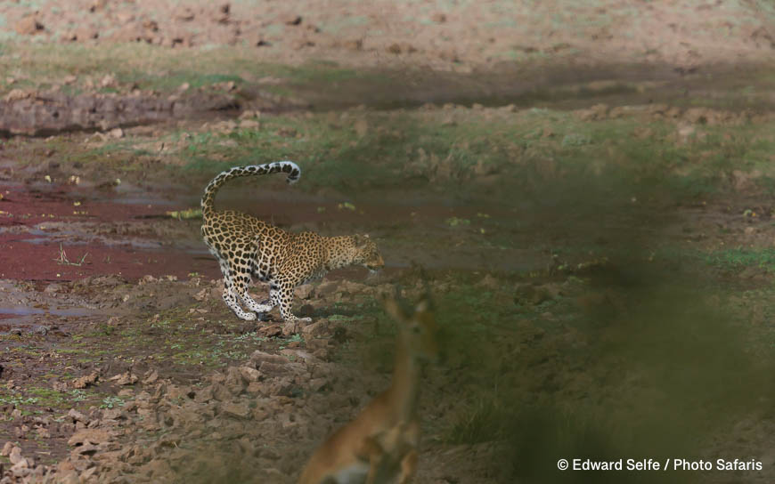 Wildlife image by edward selfe as part of a sequence leopard jumping across channel.