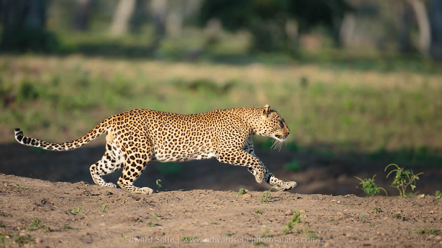 Wildlife image from photo safari with edward selfe.