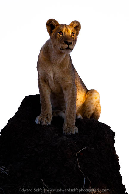 Wildlife image from photo safari with edward selfe.