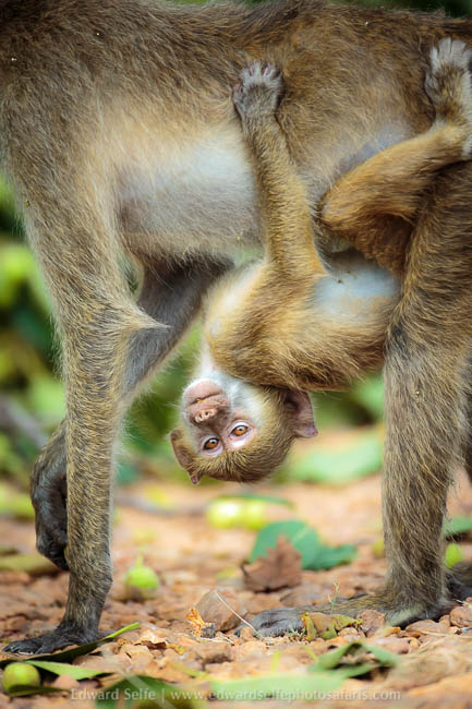 Wildlife image from photo safari in south luangwa with edward selfe.