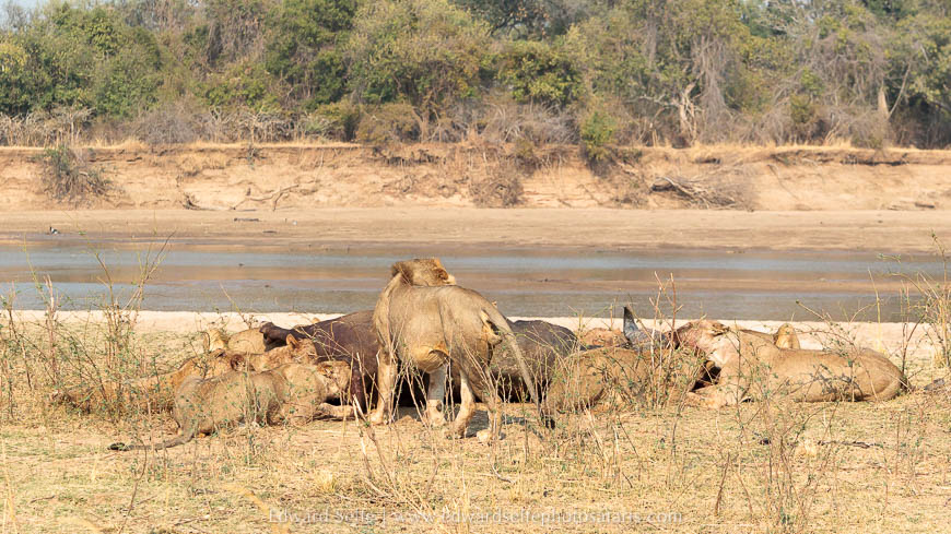 Wildlife image from photo safari with edward selfe in south luangwa national park.