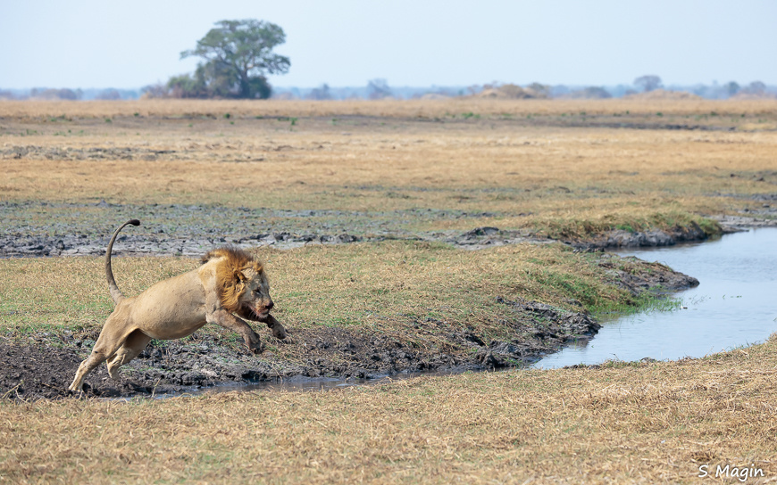 Wildlife image by Sharon Magin from photo safari in Zambia with Edward Selfe.