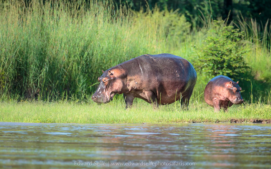 Wildlife image from the flooded luangwa by edward selfe.