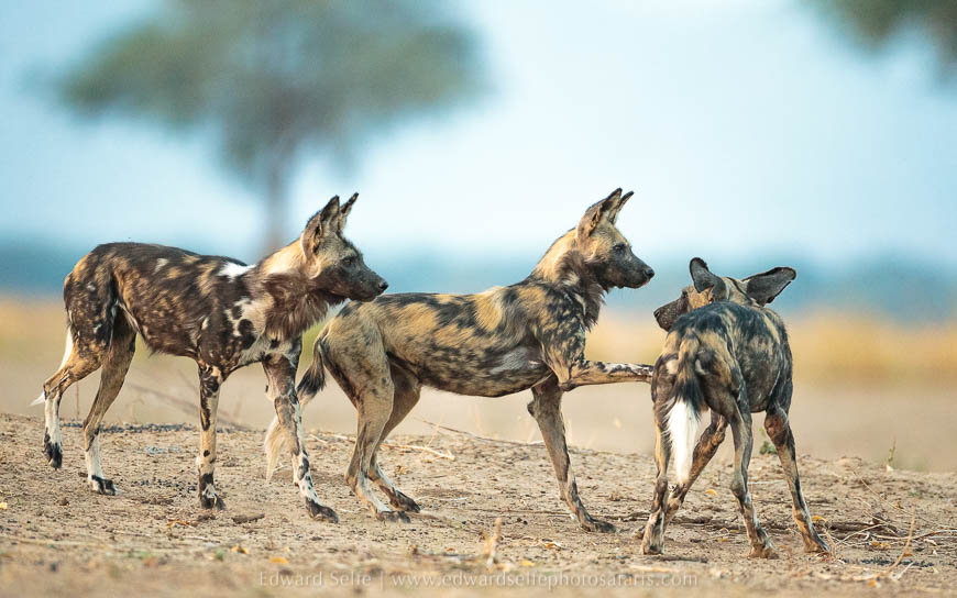 Wildlife image from photo safari with edward selfe safaris.