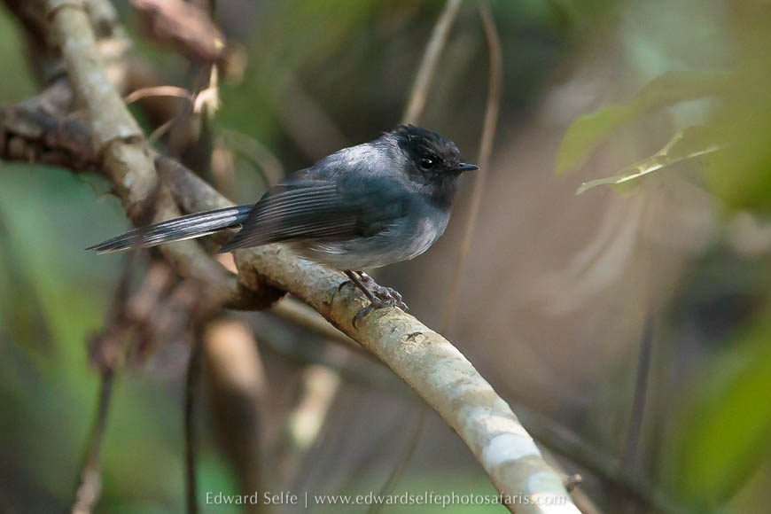Wildlife image from a photo safari with edward selfe.