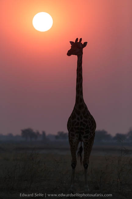 Wildlife image from photo safari with edward selfe.