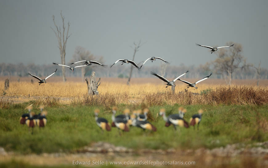 Wildlife image from photo safari with edward selfe in south luangwa national park.