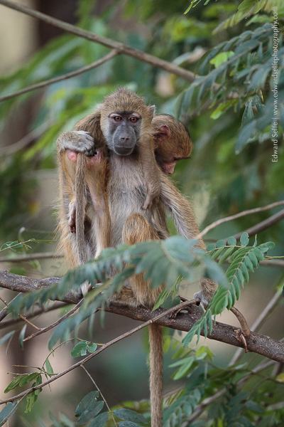 Yellow baboon youngsters play together in the Luangwa.