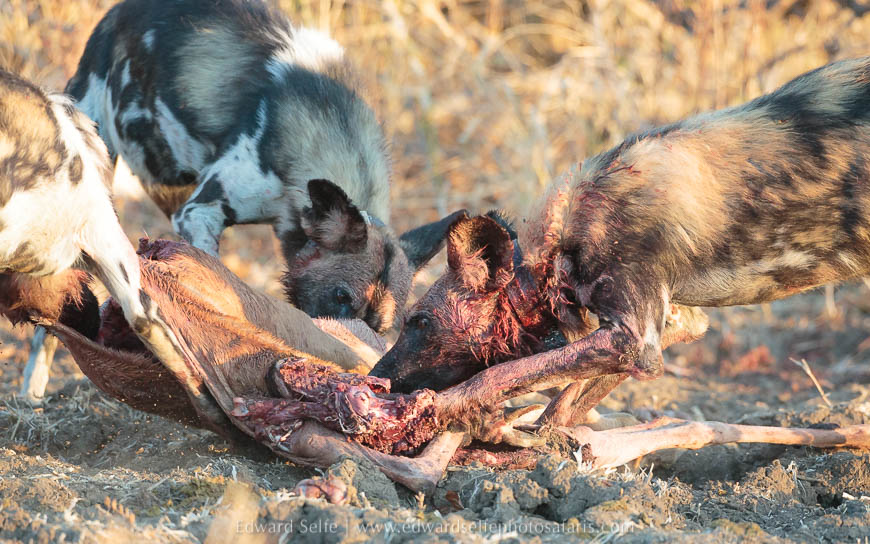 Wild dogs feed and then socialise on photo safari in South Luangwa National Park./></p>
<figcaption align= justify