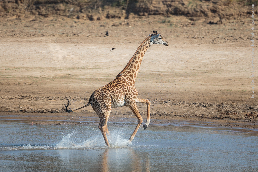 A male giraffe panicks mid-way through the Luangwa River, and turns to race back through the water.