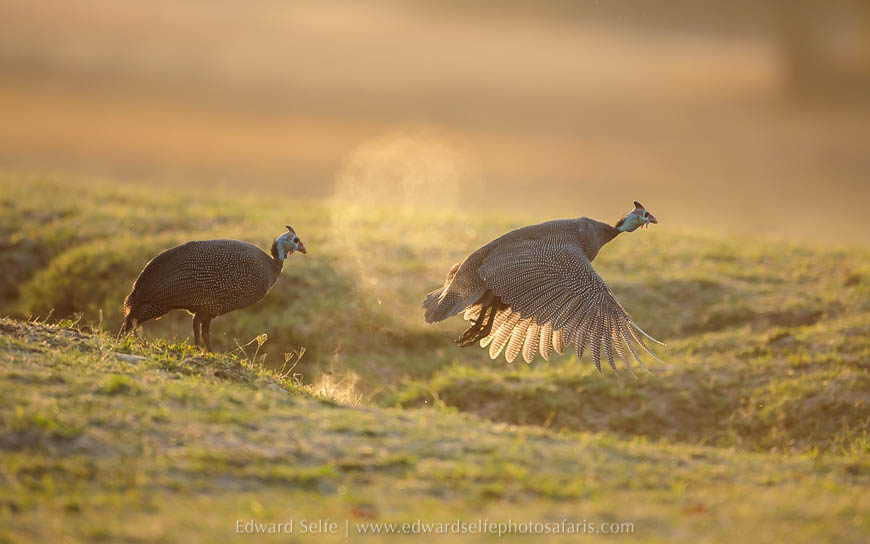 Guinea fowl create dust while lifting off on photo safari in south luangwa national park.