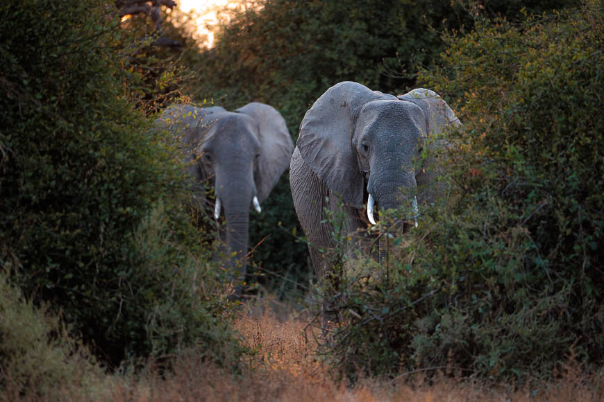 Images of wildlife from photo safari with edward selfe in the nsefu sector.