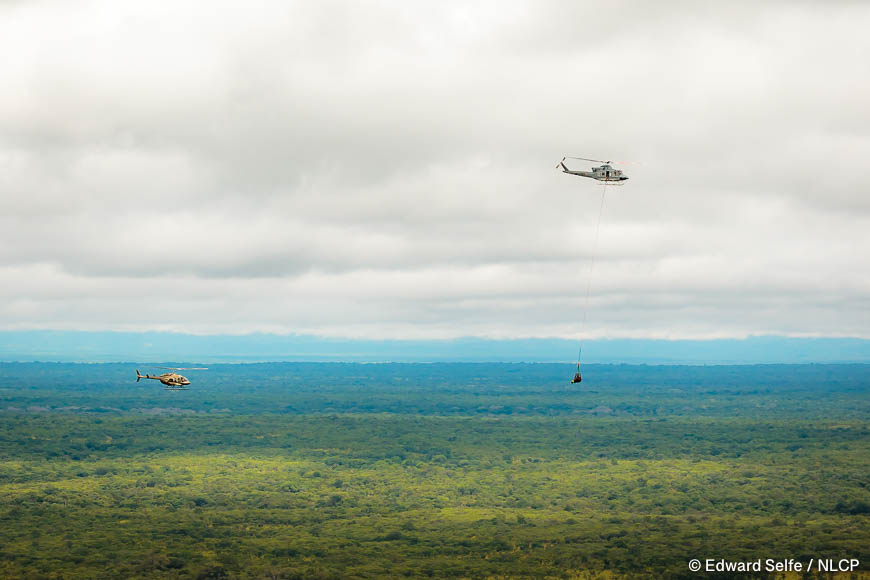 Images of the rescue a wild black rhino and his safe return to north luangwa national park.