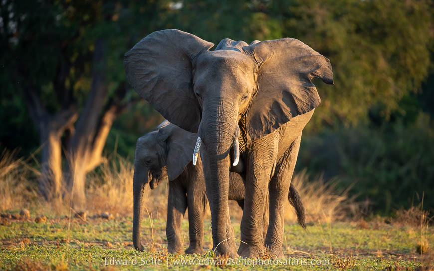 Wildlife image from photo safari with edward selfe.