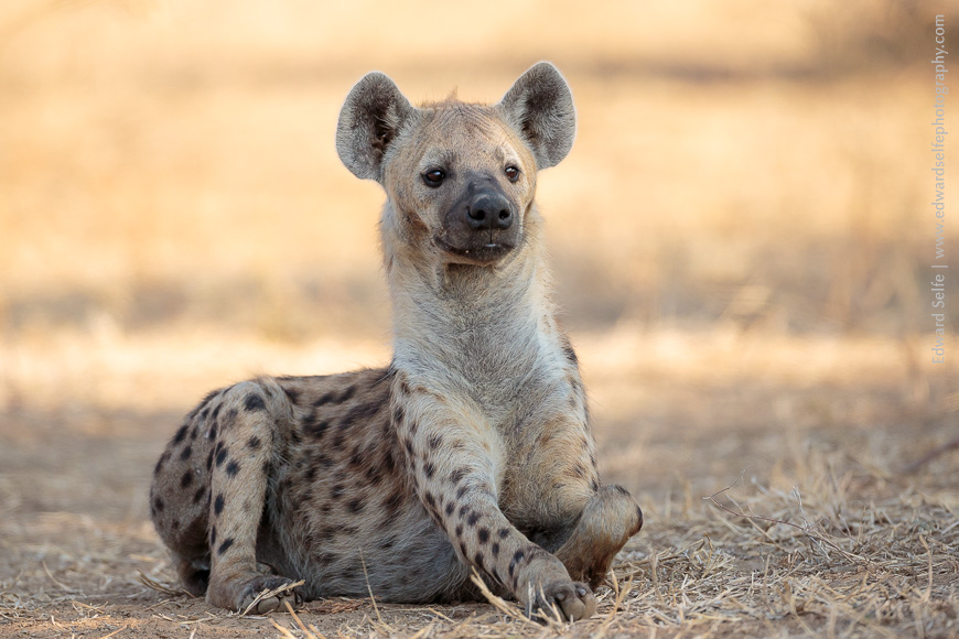 A young hyaena lying in wait for the remains of a carcass nearby.