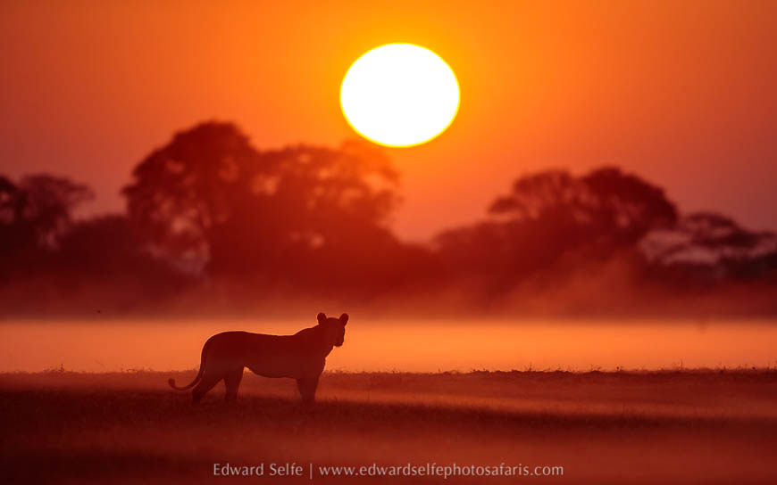 Wildlife image from photo safari with edward selfe.
