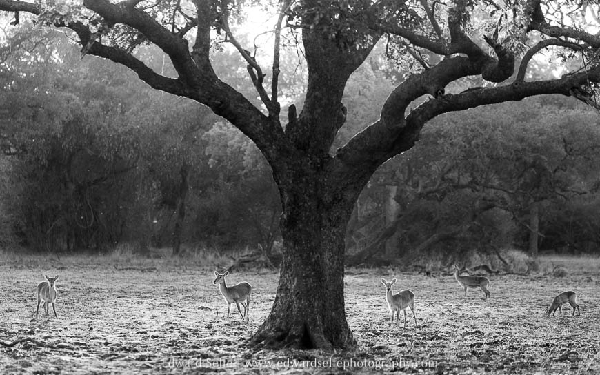 Backlit pukus feed under a large sausage tree on photo safari in south luangwa national park.