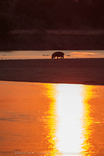 Wildlife image from photo safari with edward selfe in south luangwa national park.