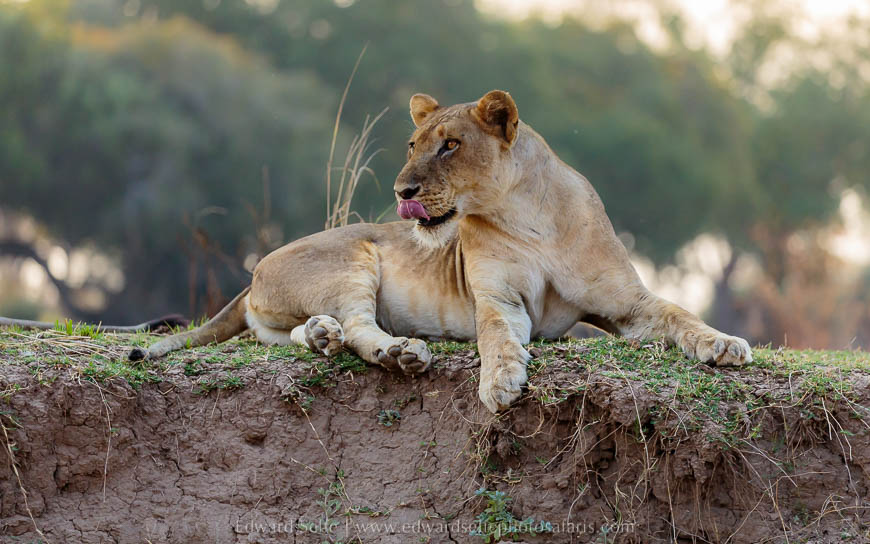 Wildlife image from photo safari with edward selfe in south luangwa national park.