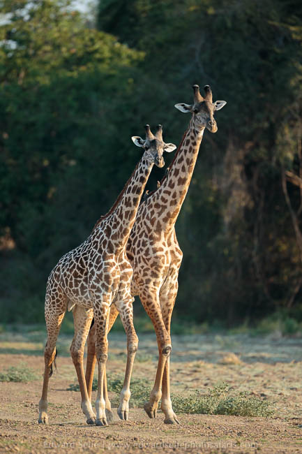 Wildlife image from photo safari with edward selfe in south luangwa national park.