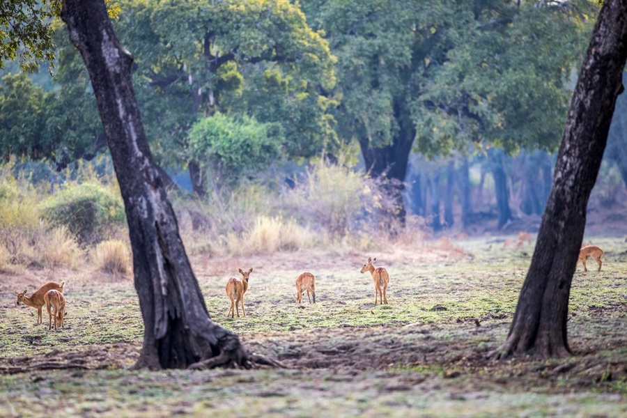 Beautiful composition of pukus through ebony trees in South Luangwa National Park