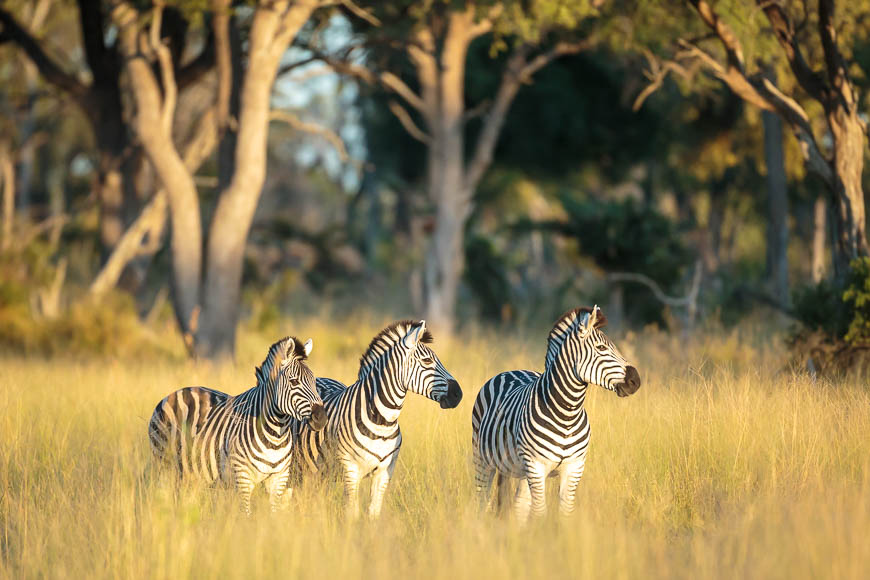 Images of wildlife from photo safari with edward selfe
