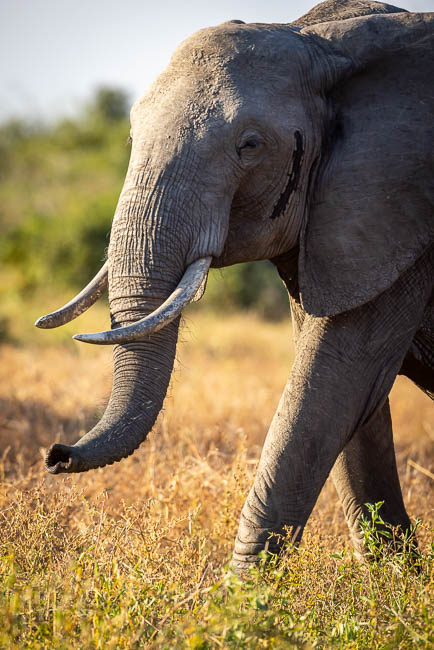 Images of wildlife from photo safari with edward selfe in south luangwa.