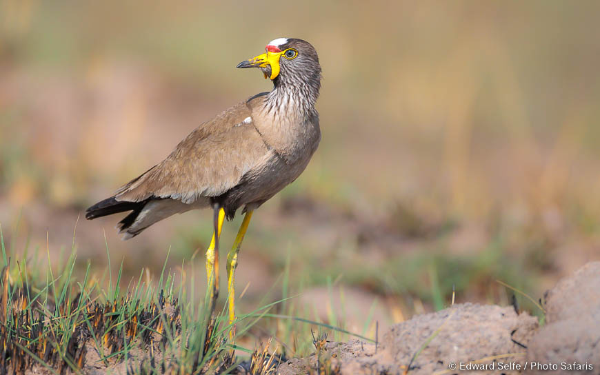 Wildlife image of a bird by edward selfe from photo safari in zambia.