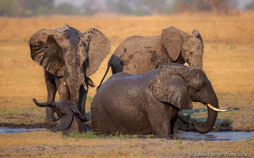 Wildlife image by edward selfe from photo safari in southern africa.