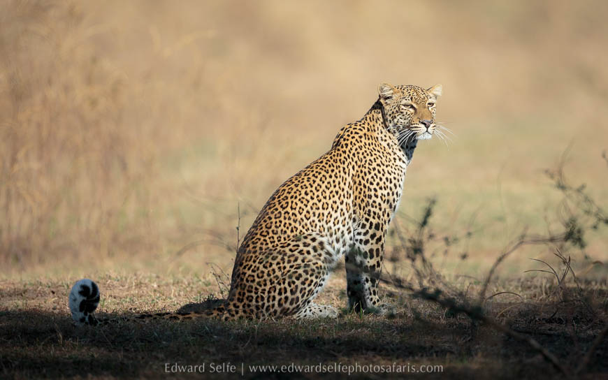 Young leopard hunting on photo safari in south luangwa national park.