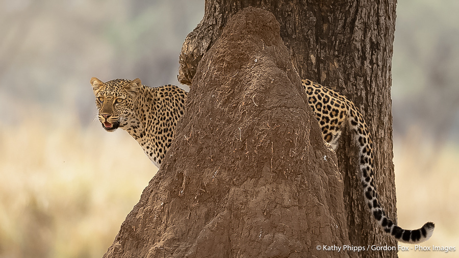 Image from pan-zambia photo safari by phox images