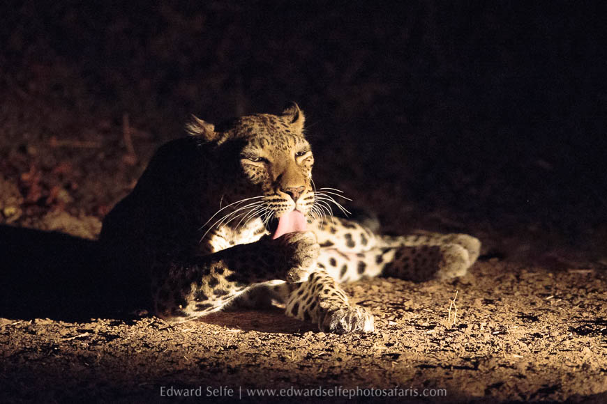 Leopard licking it paws on photo safari with edward selfe in south luangwa national park.