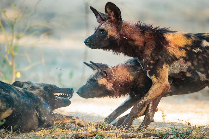 Images of wildlife from photo safari with edward selfe in zambia.