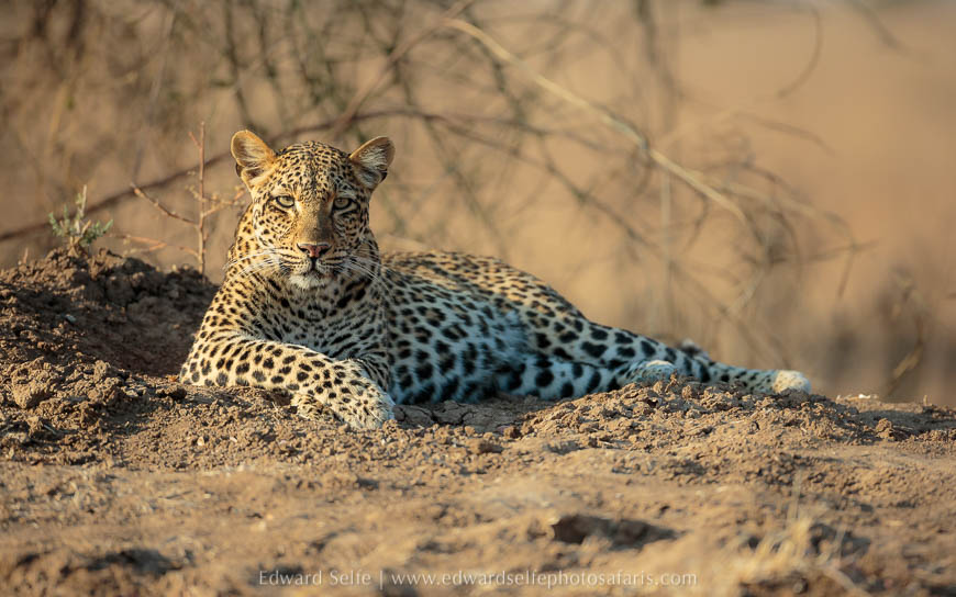 Olimba leopard rests on mound photo safari with edward selfe in south luangwa national park.