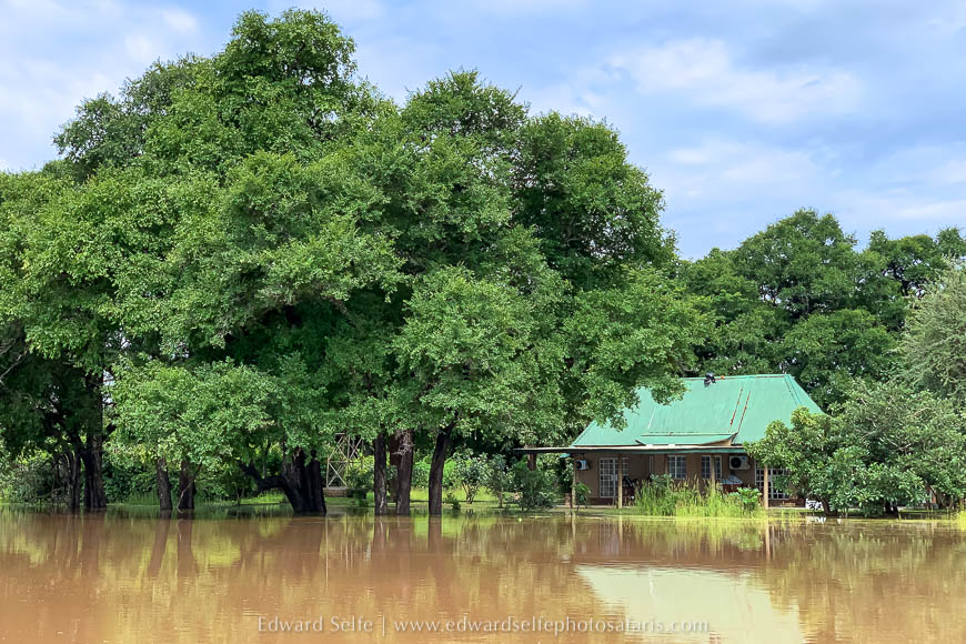 Wildlife image from the flooded luangwa by edward selfe.