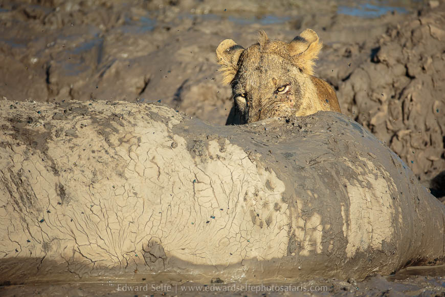 Wildlife image from photo safari with edward selfe.