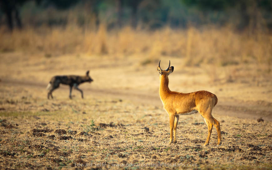 Wildlife image from a photo safari with edward selfe.