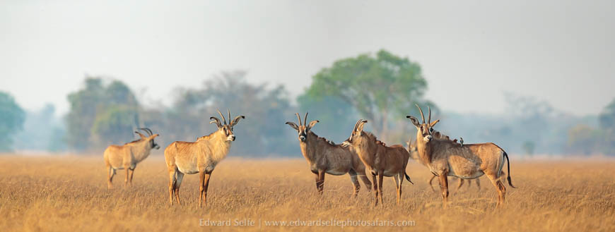 Wildlife image from a photo safari with edward selfe.