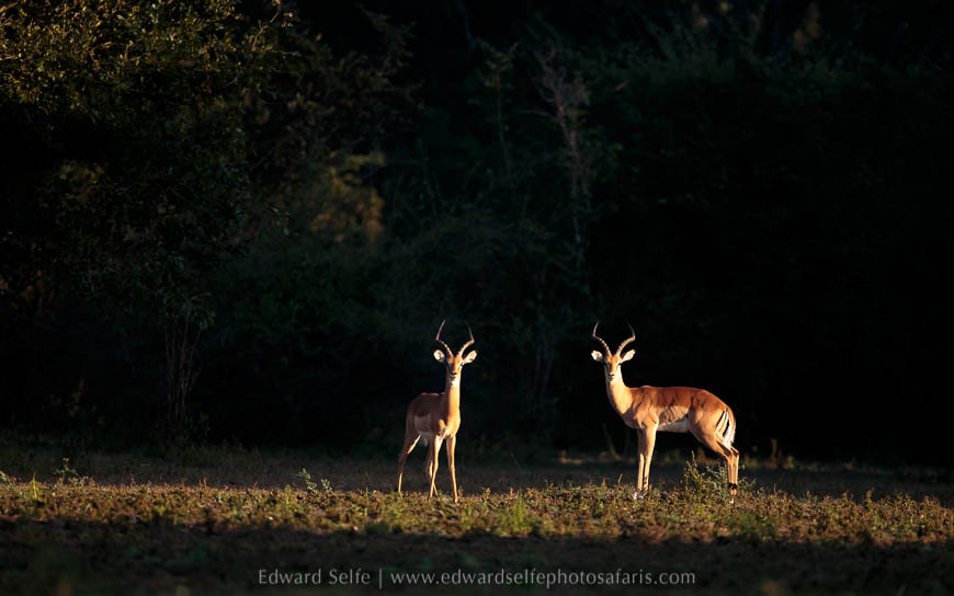 Wildlife image from photo safari with edward selfe.