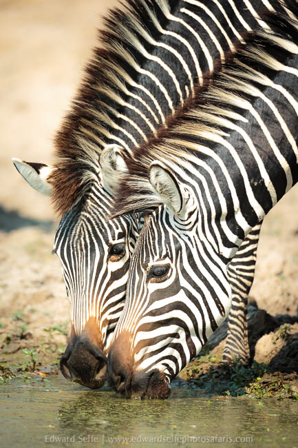 Wildlife image from a photo safari with edward selfe.