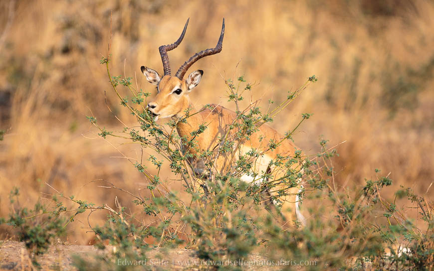Wildlife image from photo safari with edward selfe in south luangwa national park.