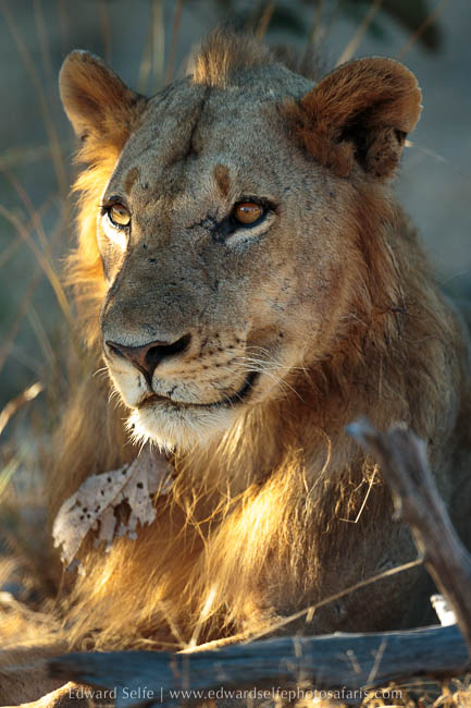 Wildlife image from photo safari with edward selfe in south luangwa national park.