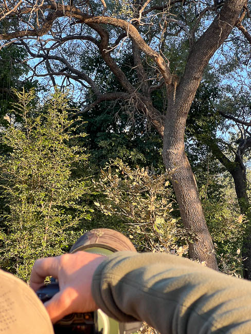 Images of wildlife from photo safari with edward selfe in the south luangwa np.
