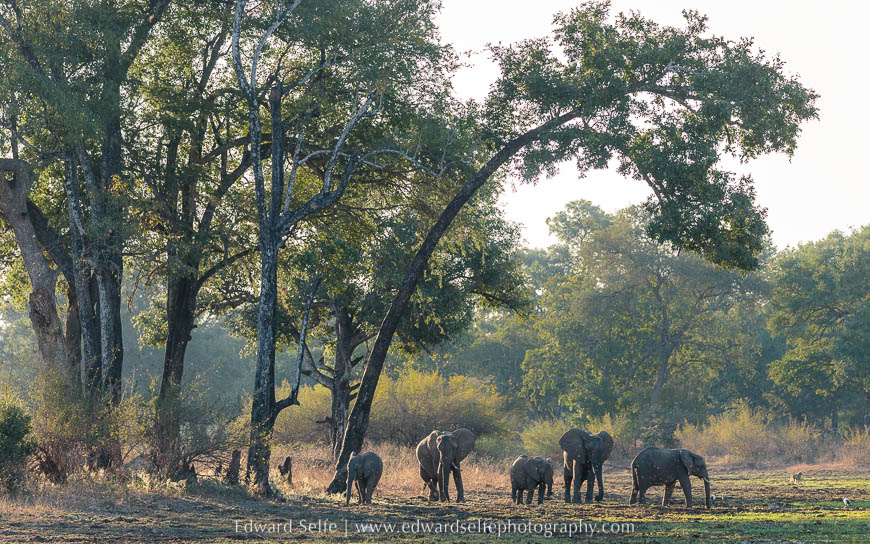 A superb elephant situation in the ebony groves of nsefu sector on photo safari south luangwa national park.