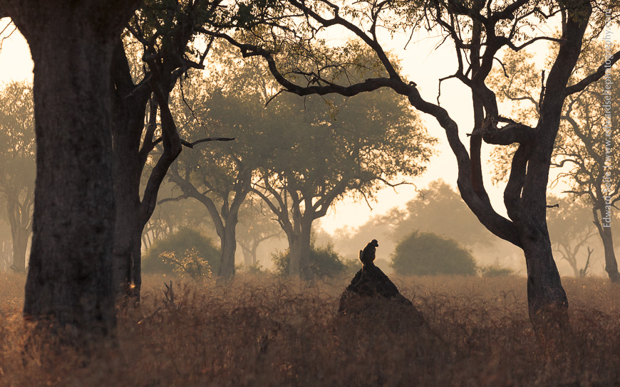 A backlit baboon animal-scape in the munga woodland along the boundary of the lagoons in the Luangwa.