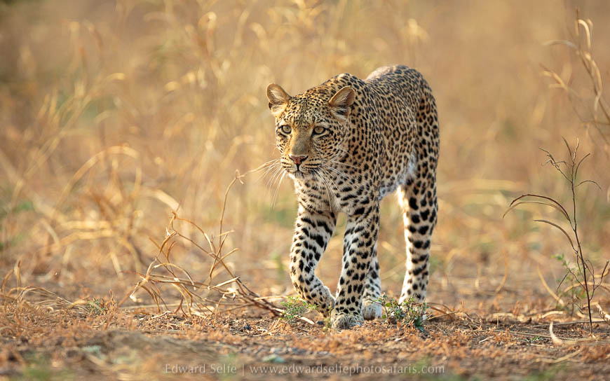 Wildlife image from photo safari with edward selfe in south luangwa national park.