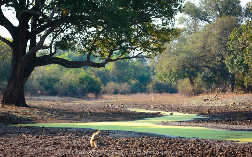 Wildlife image from a photo safari with edward selfe.